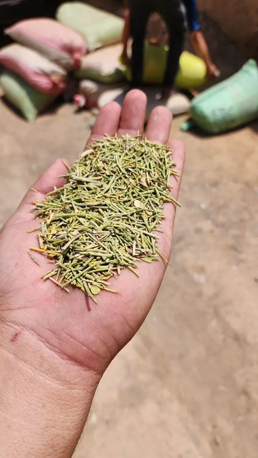 خارشتر جایگزین بی بدیل یونجه|خدمات باغبانی و درختکاری|یزد, |دیوار