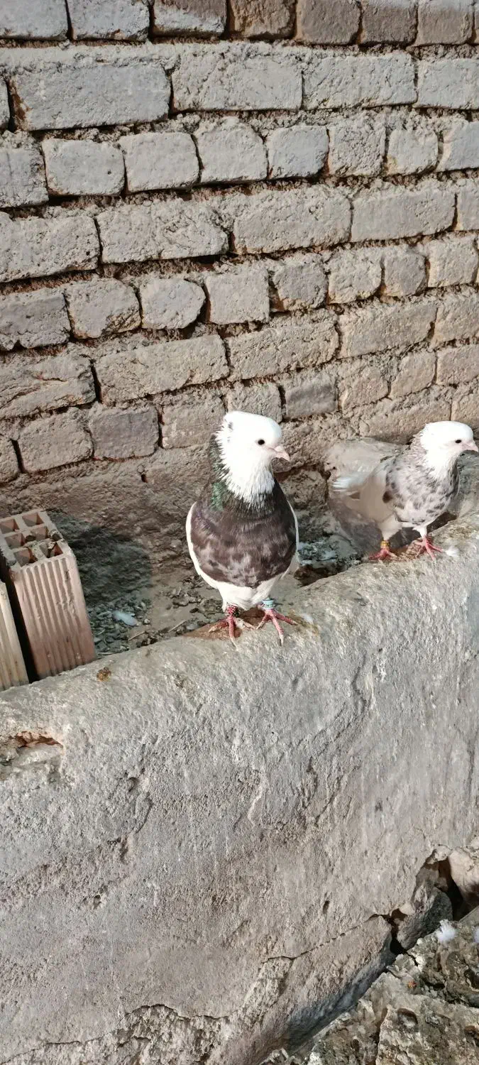 طوقی نر بسیار درشت|پرنده|داران, |دیوار