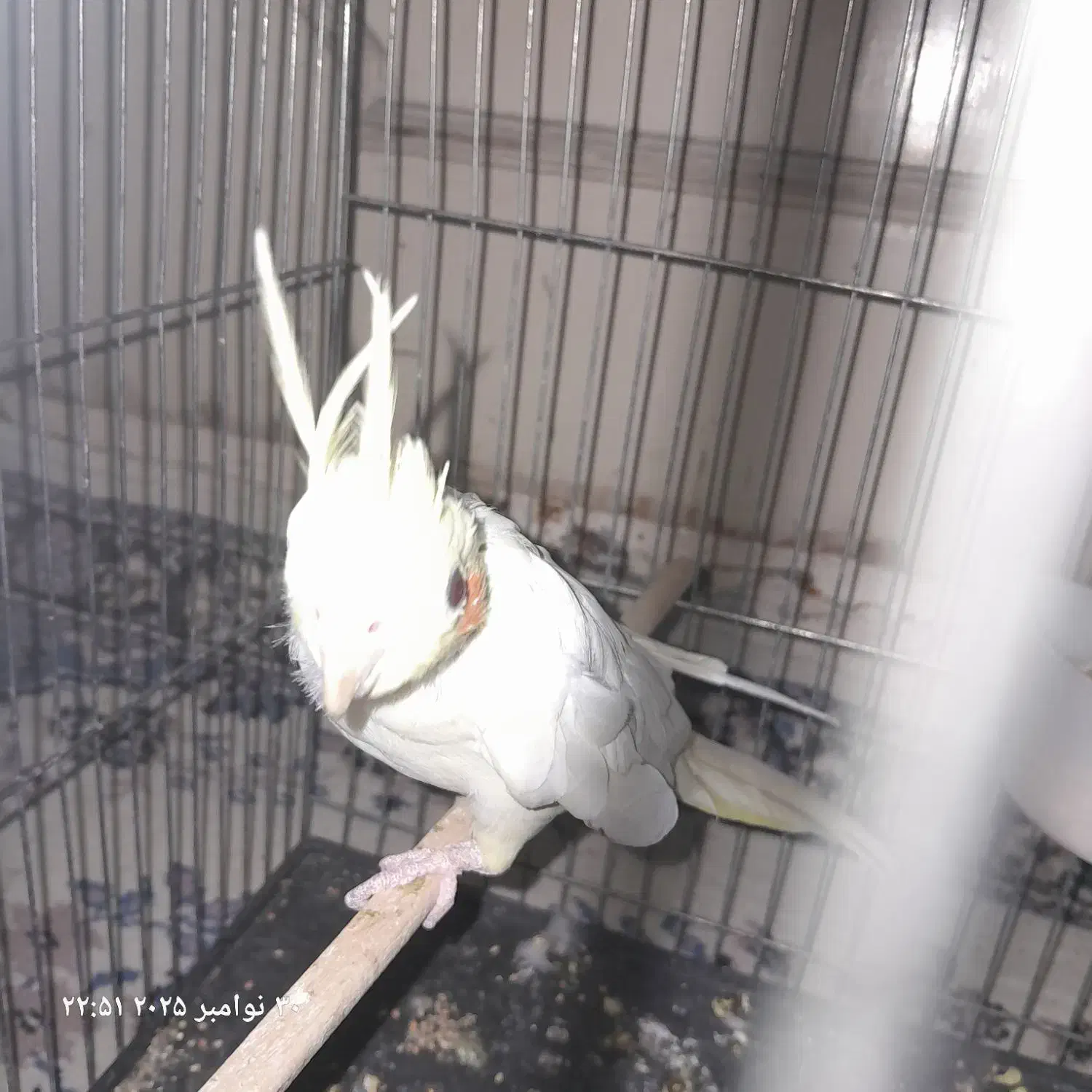 یک عروس ماده مست|پرنده|قم, علی آباد سعدگان|دیوار