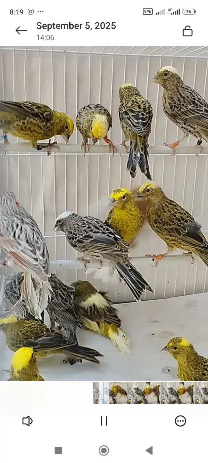 قناری لیزارد ،گلاستر ،یلو و موزاییکی|پرنده|کرج, فاز ۲ مهرشهر|دیوار