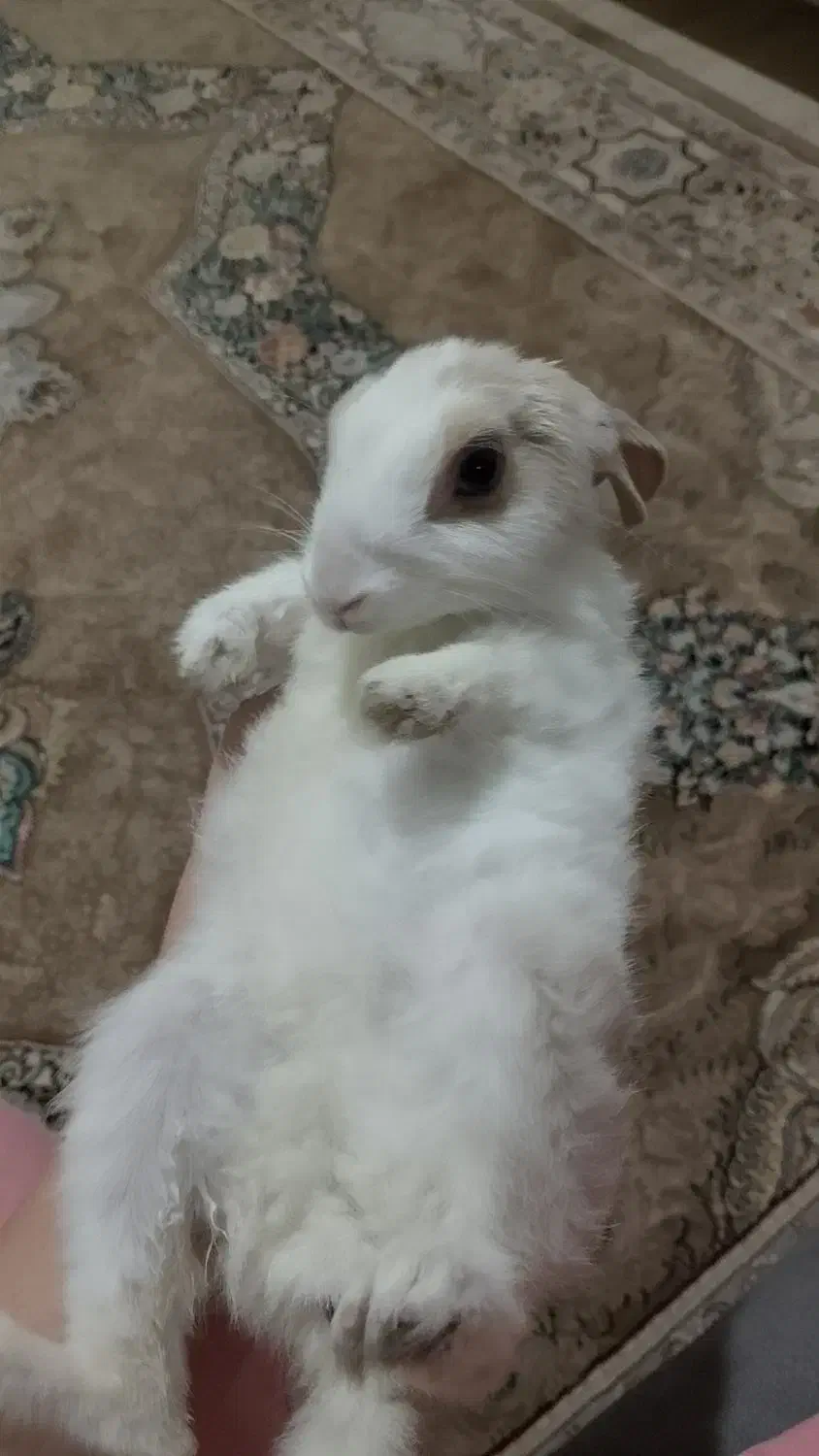 واگذاری خرگوش خانگی|موش و خرگوش|تبریز, |دیوار