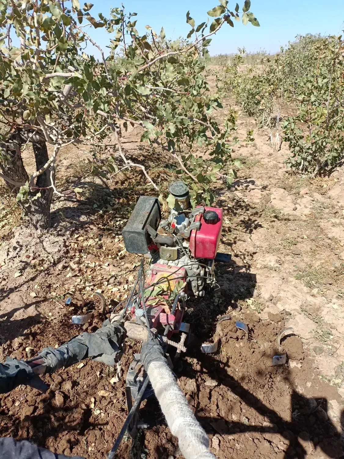 کار کشاورزی|خدمات باغبانی و درختکاری|زرند, |دیوار