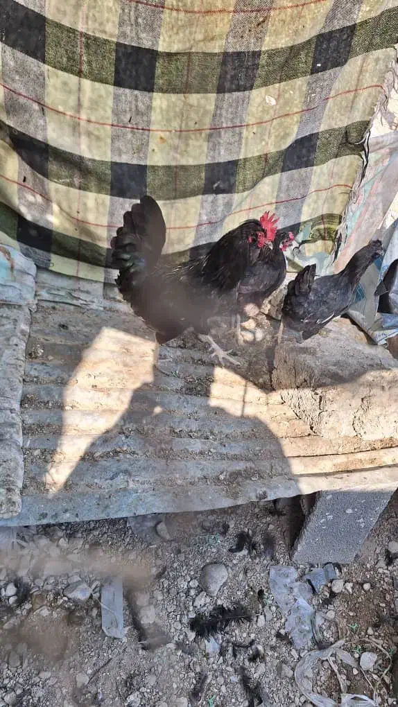 مرغ و خروس محلی|حیوانات مزرعه|خورموج, |دیوار