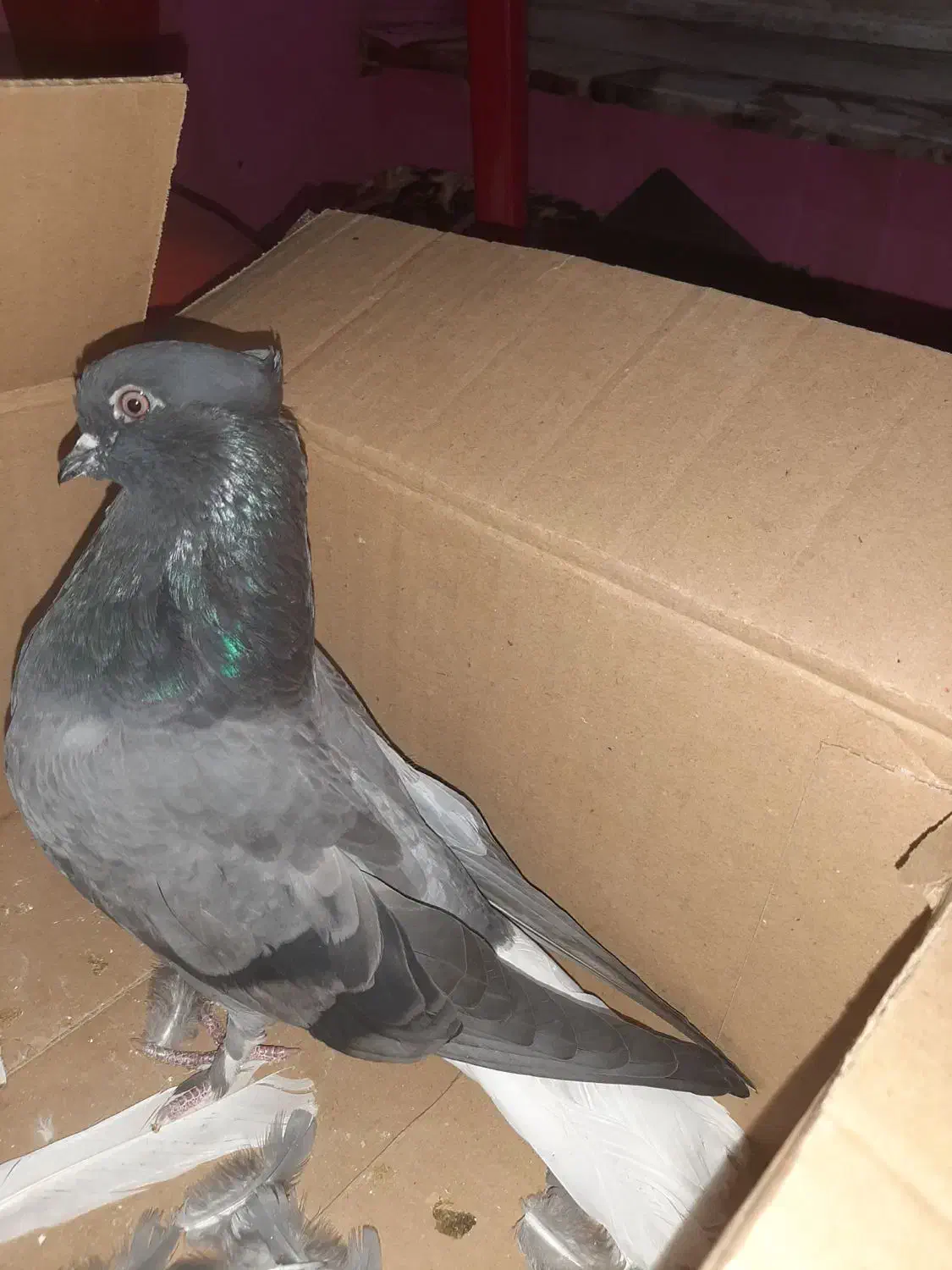 ستا ماده درجه یک|پرنده|شاهینشهر, مسکن مهر|دیوار