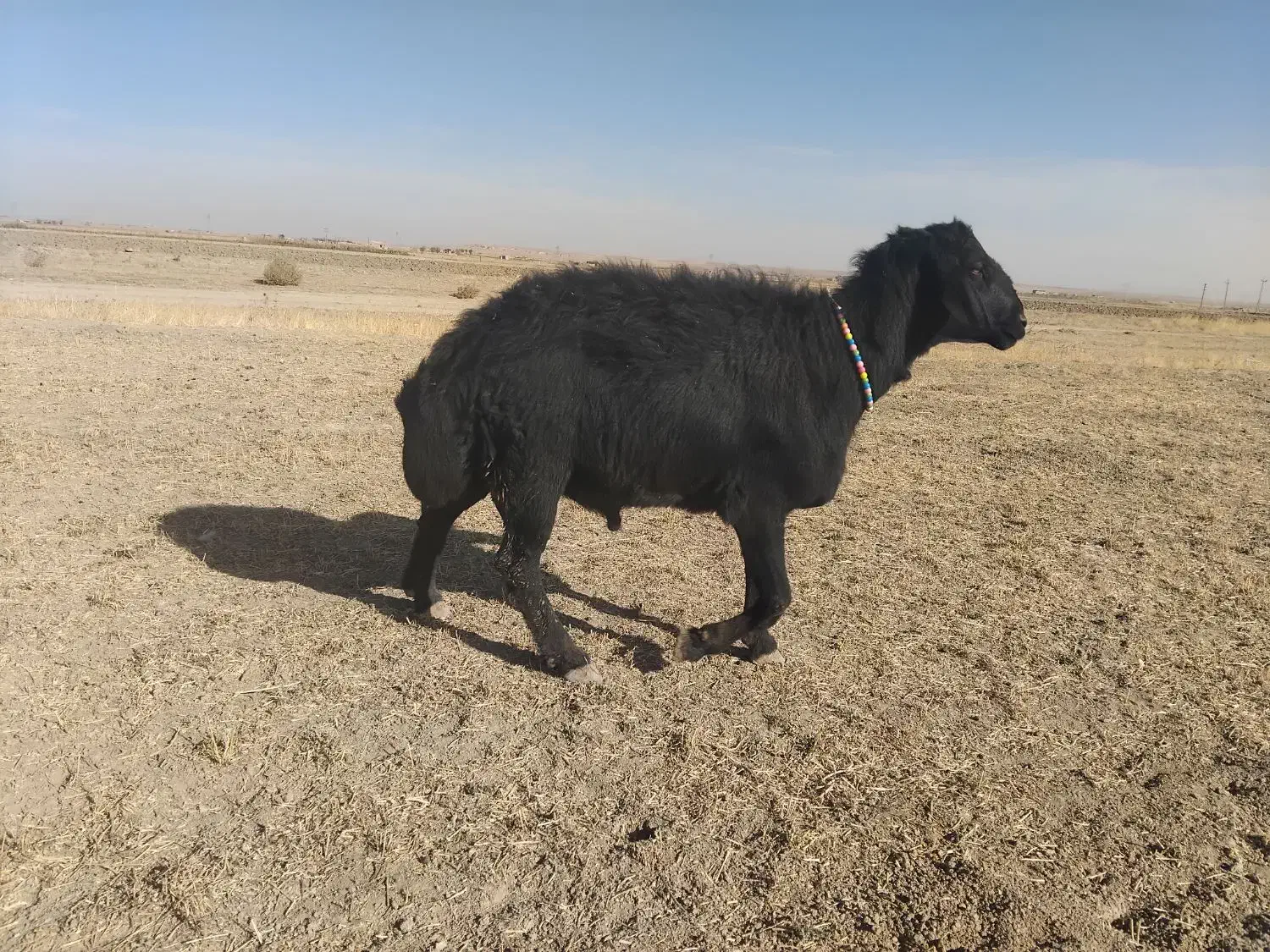 قوچ قزل افشاری|حیوانات مزرعه|لالجین, |دیوار