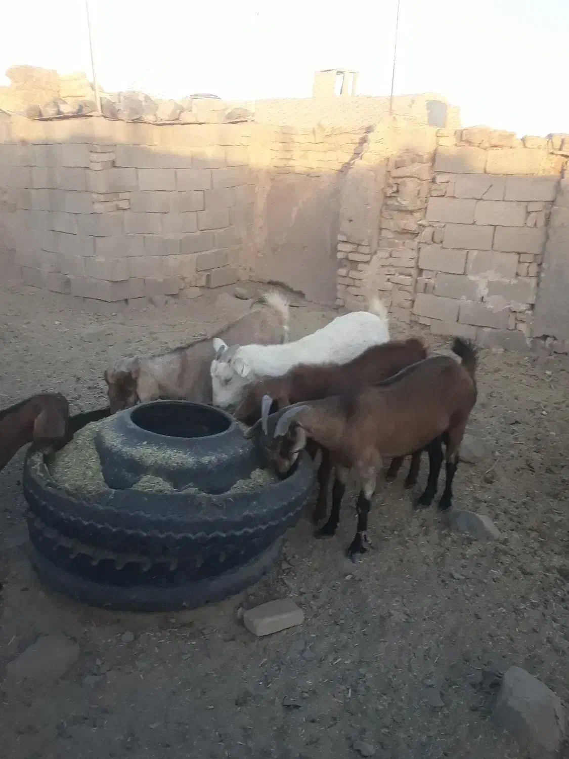 بز سه قلوزاوشیراوجوان معاوضه باگاویاگوساله ماده|حیوانات مزرعه|آیسک, |دیوار