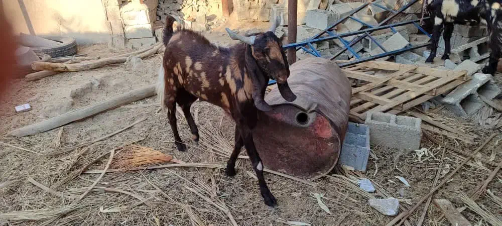 پازن تکاوری|حیوانات مزرعه|سعدآباد, |دیوار