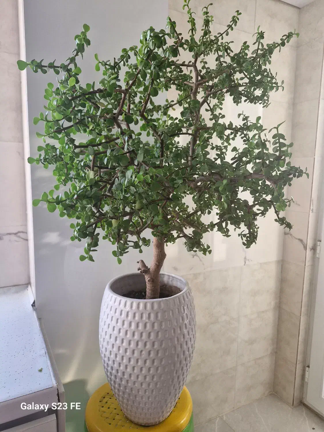 کراسولا خرفه ای ۱۲ ساله|گل و گیاه طبیعی|آزادشهر, |دیوار