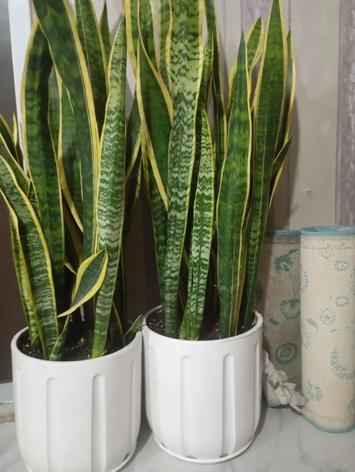 گل گیاه|گل و گیاه طبیعی|ری, ملکآباد|دیوار