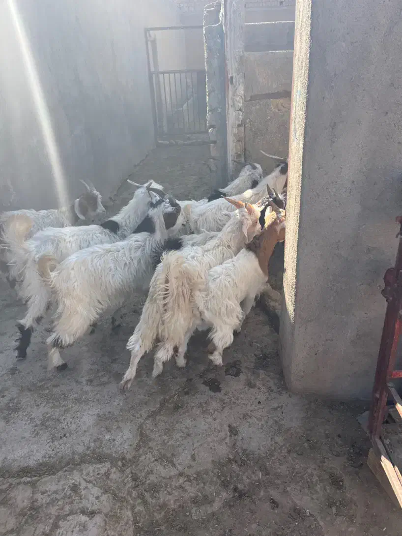 ۱۸ راس بزغاله نر جنس خالص|حیوانات مزرعه|قم, شهرک امام حسین|دیوار