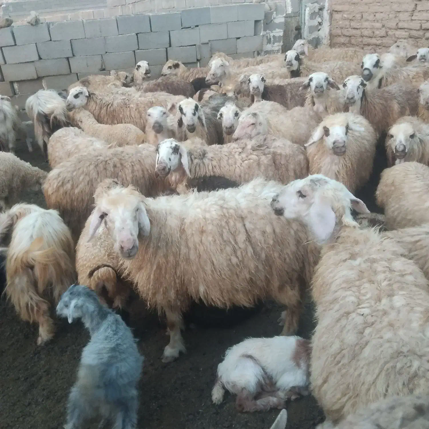 بزمیش خوب داشتی|حیوانات مزرعه|دشمن زیاری, |دیوار