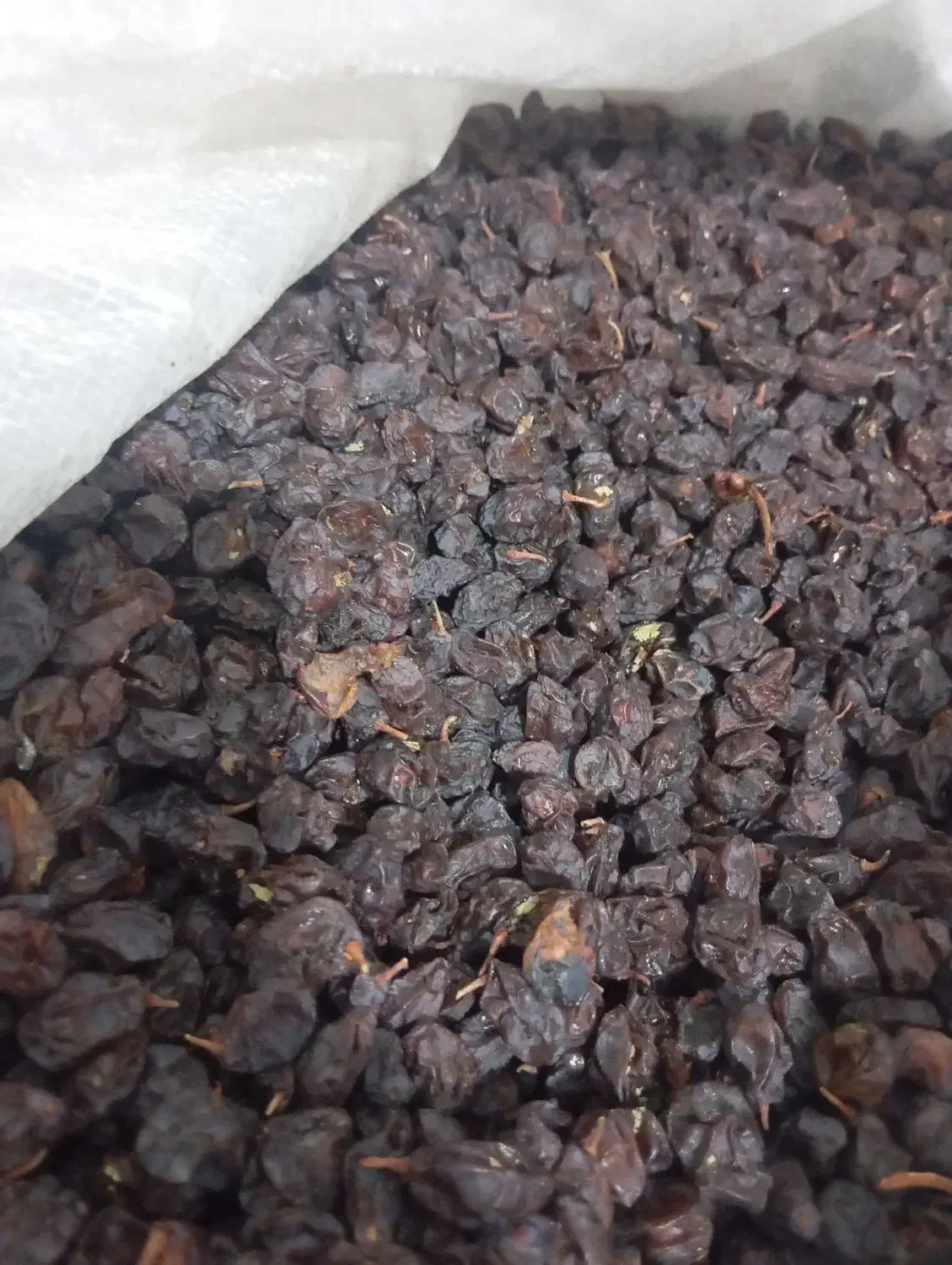 مویزمحلی شیراز کلیوی 150000|عمدهفروشی|امیدیه, |دیوار