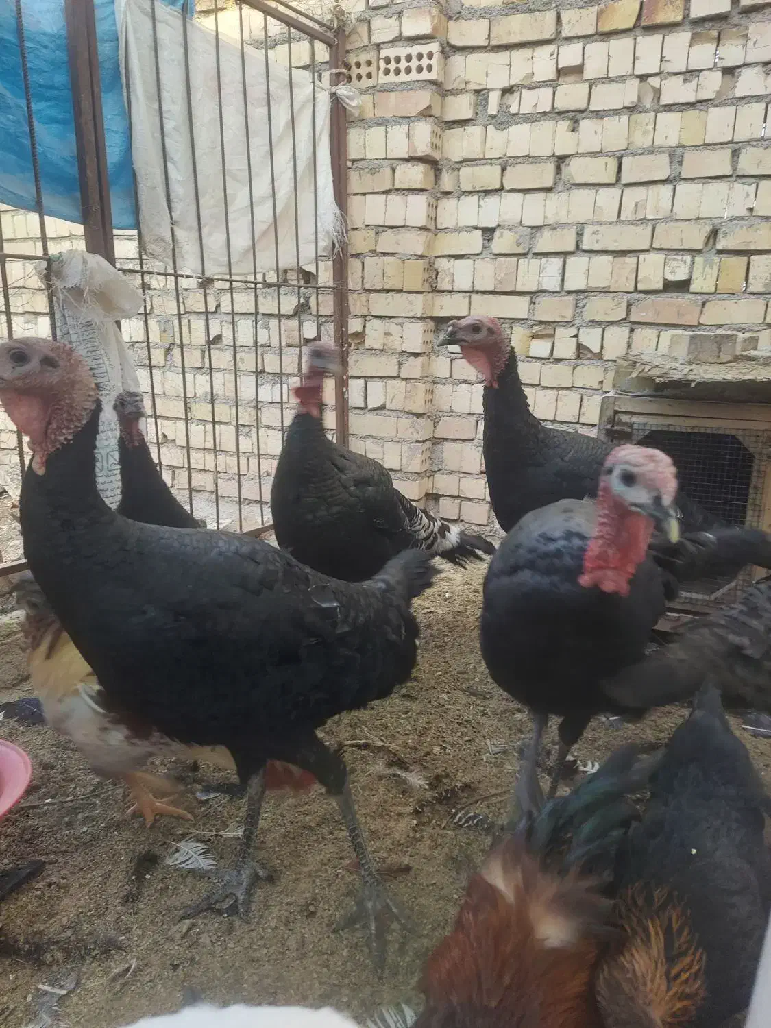 بوقلمون نر|حیوانات مزرعه|نیشابور, فرح بخش|دیوار