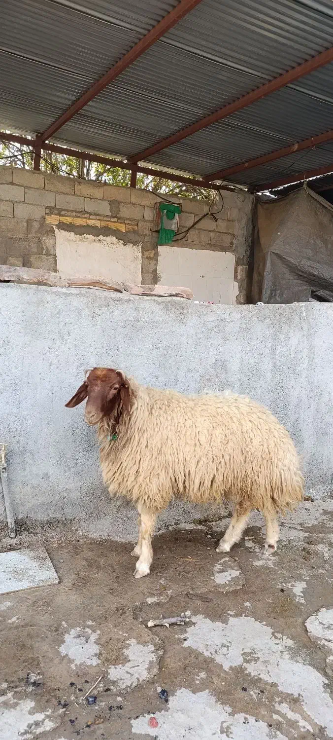 دو عدد بره قوچ زرد|حیوانات مزرعه|دره شهر, |دیوار