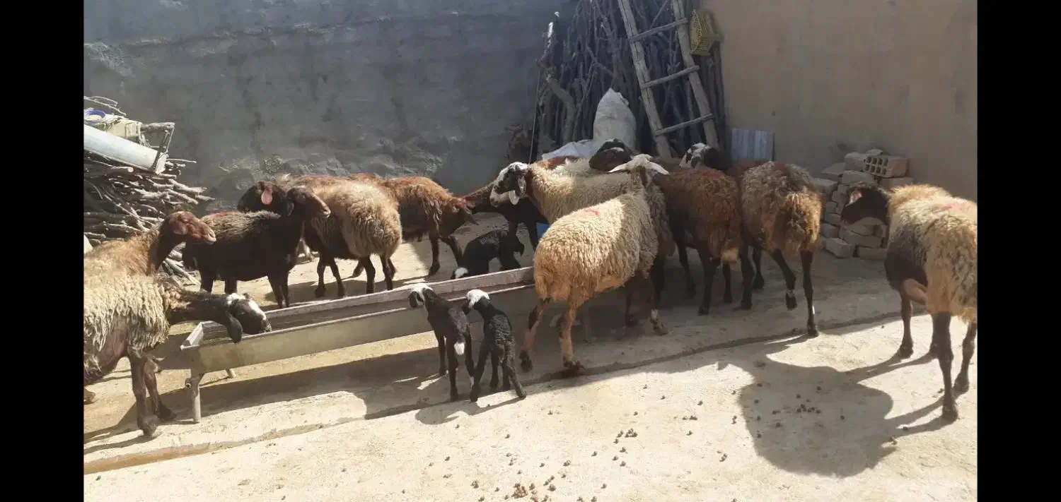 میش وبره|حیوانات مزرعه|کوهدشت, |دیوار