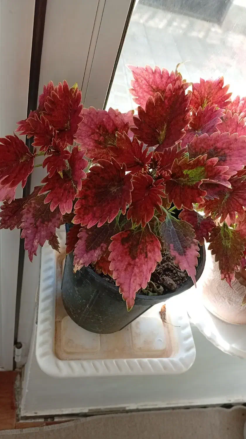 حسن یوسف|گل و گیاه طبیعی|اهر, |دیوار