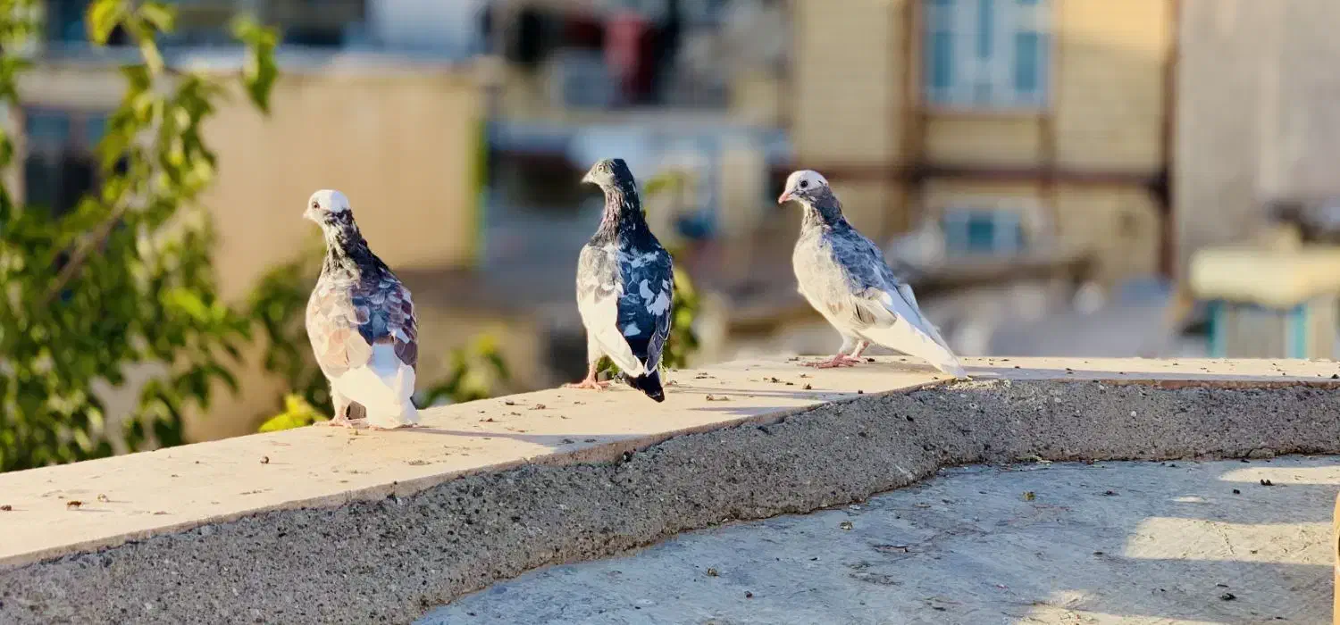 ک ب و ت ر|پرنده|جوانرود, |دیوار