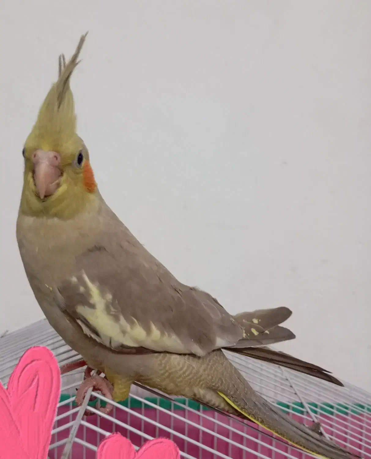 عروس هلندی|پرنده|جهرم, |دیوار