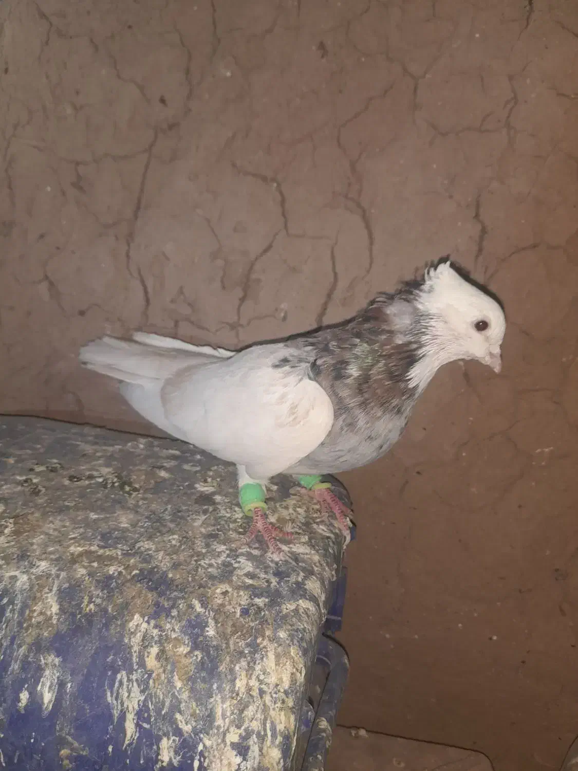 طوقی فروشی|پرنده|عطاملک, |دیوار