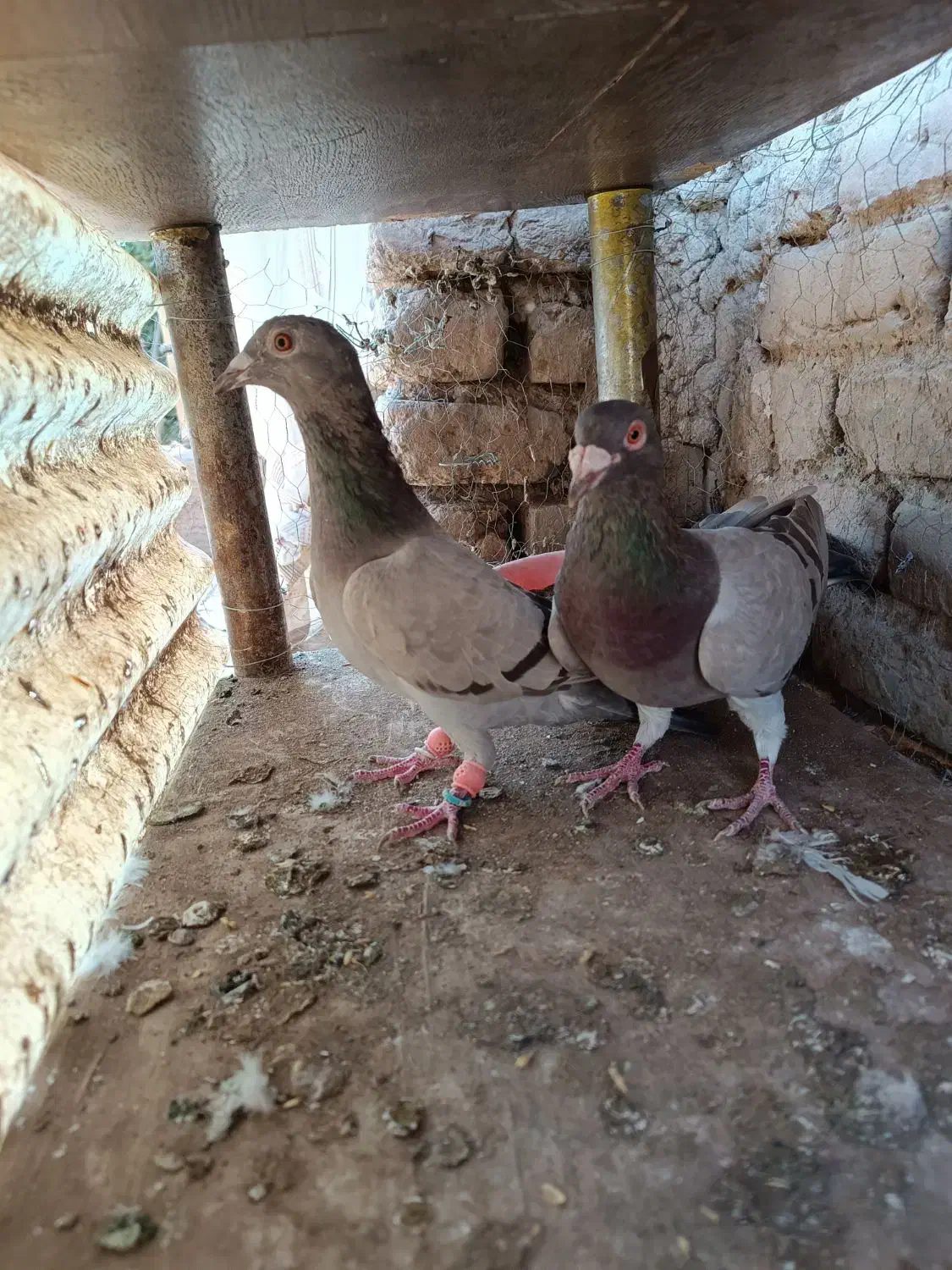 کبوترجفتی پرشی|پرنده|اقبالیه, |دیوار