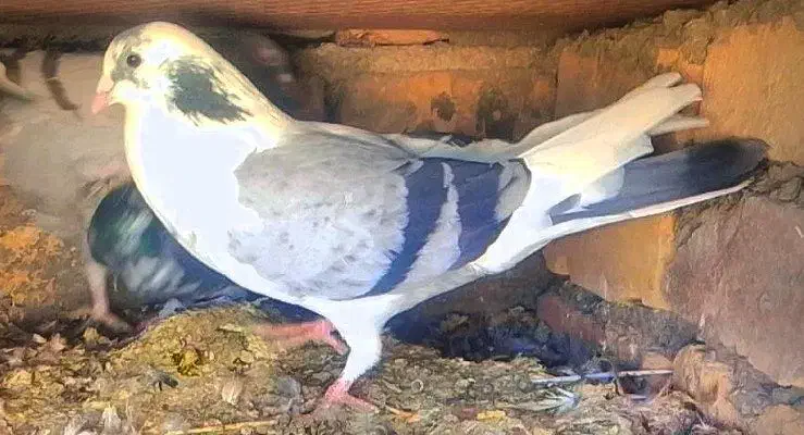 کبوتر|پرنده|بیرجند, |دیوار