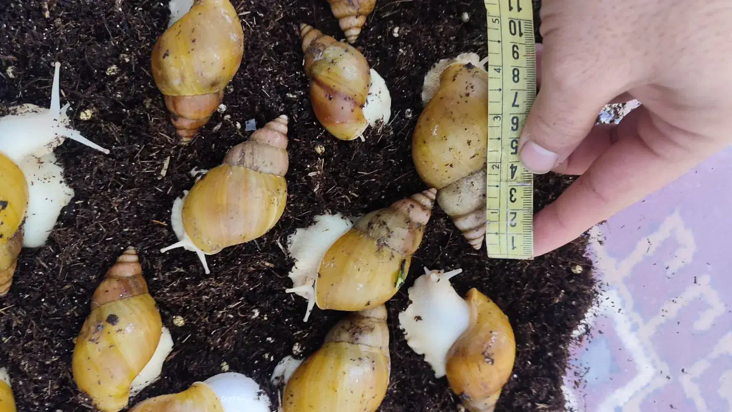 حلزون آلبینو آچاتیا|خزنده|تبریز, |دیوار