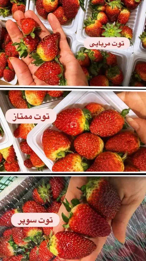 میوه لوکس سورنا|خوردنی و آشامیدنی|کرج, گلستان|دیوار