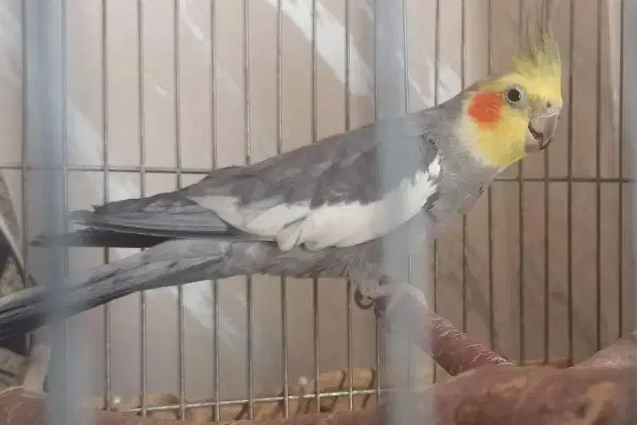 جفت عروس هلندی با وسایل|پرنده|ساوه, |دیوار