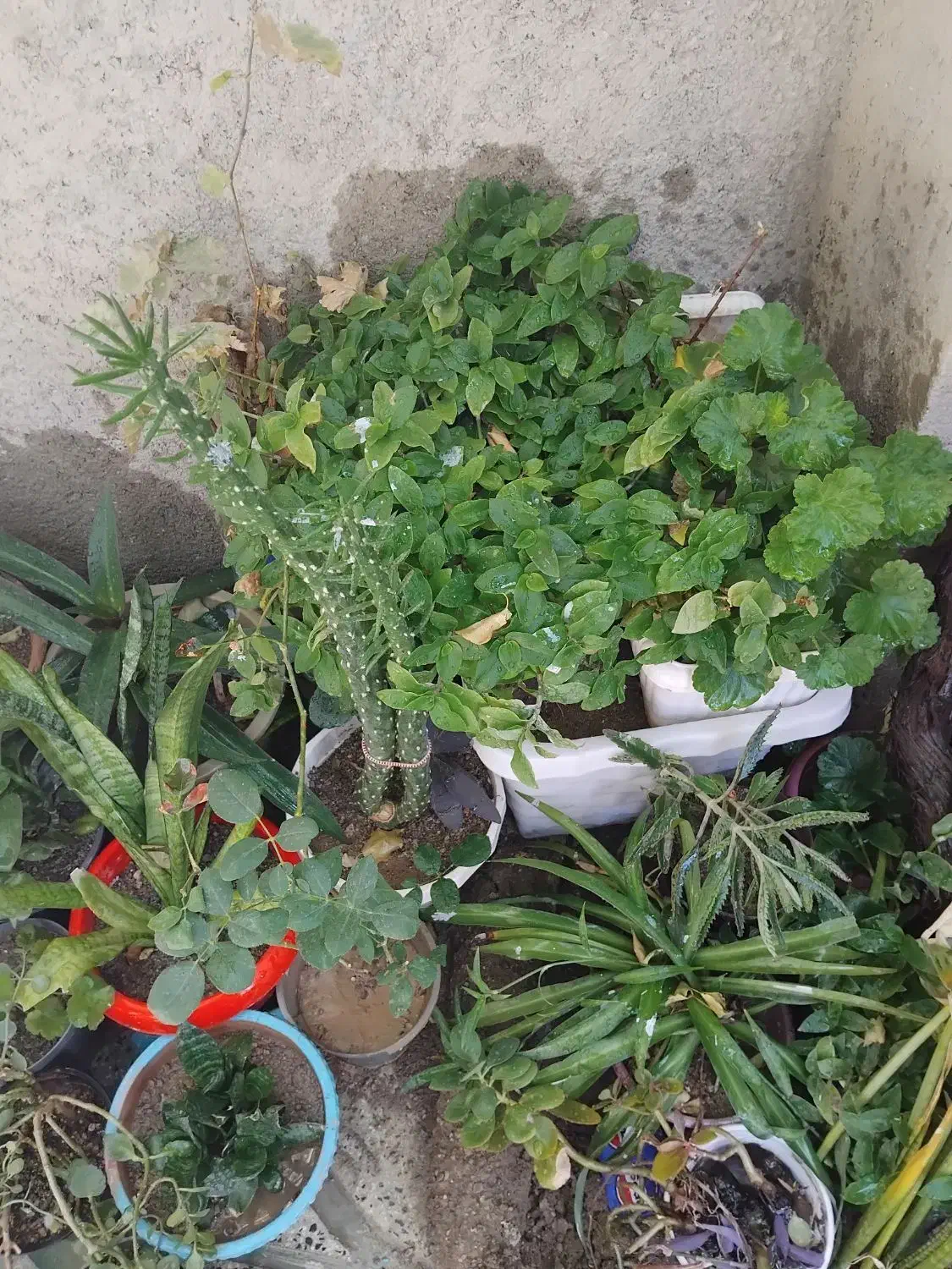 انواع گل های طبیعی|گل و گیاه طبیعی|درگزین, |دیوار