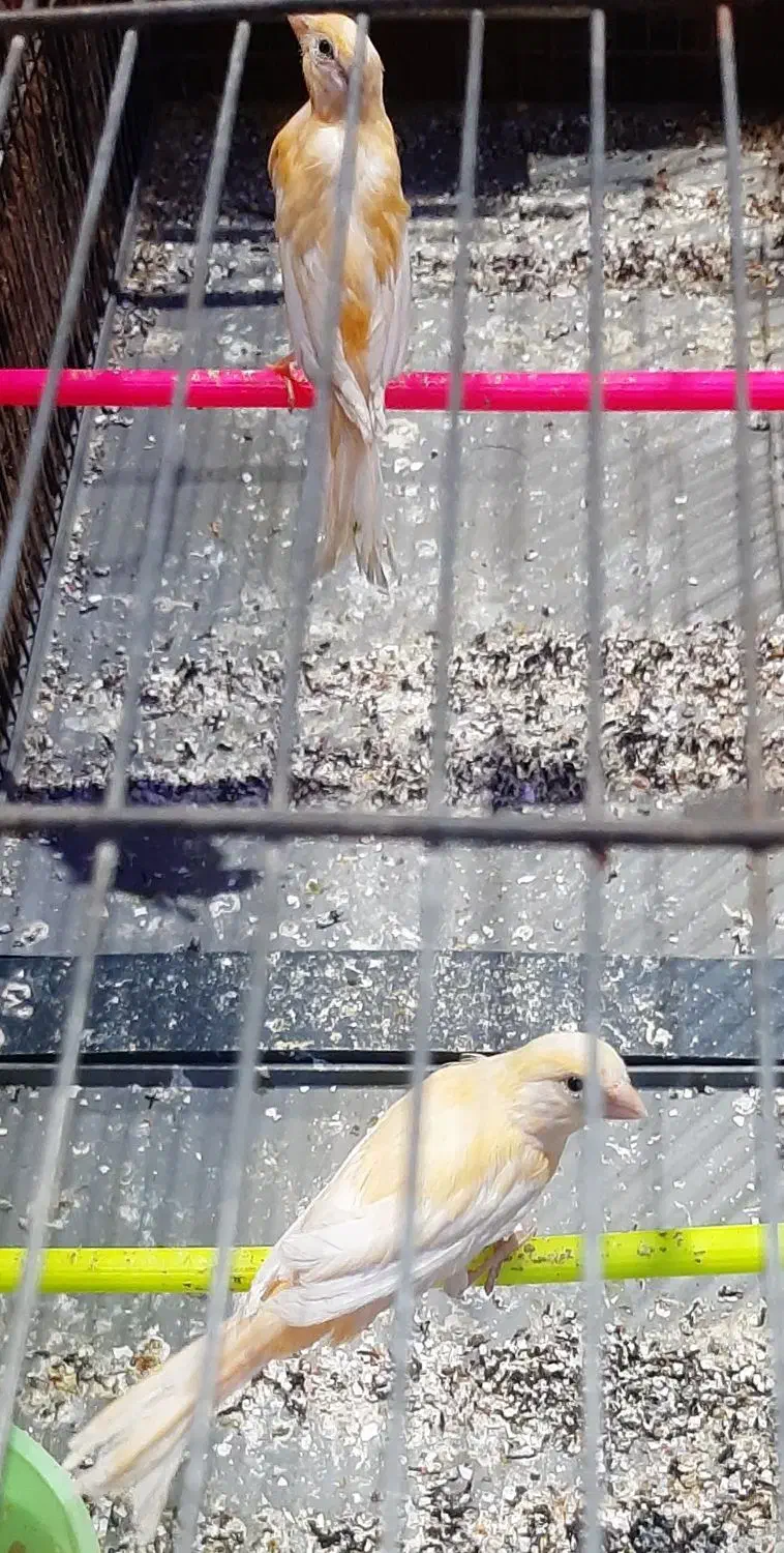 پرنده|پرنده|زابل, |دیوار