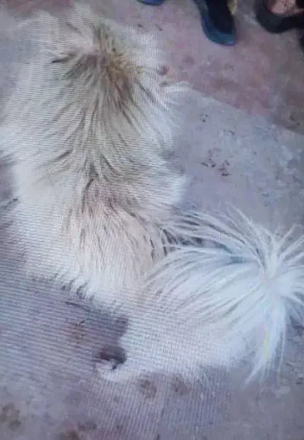 سگ پاپی|سگ|اصفهان, بابوکان|دیوار