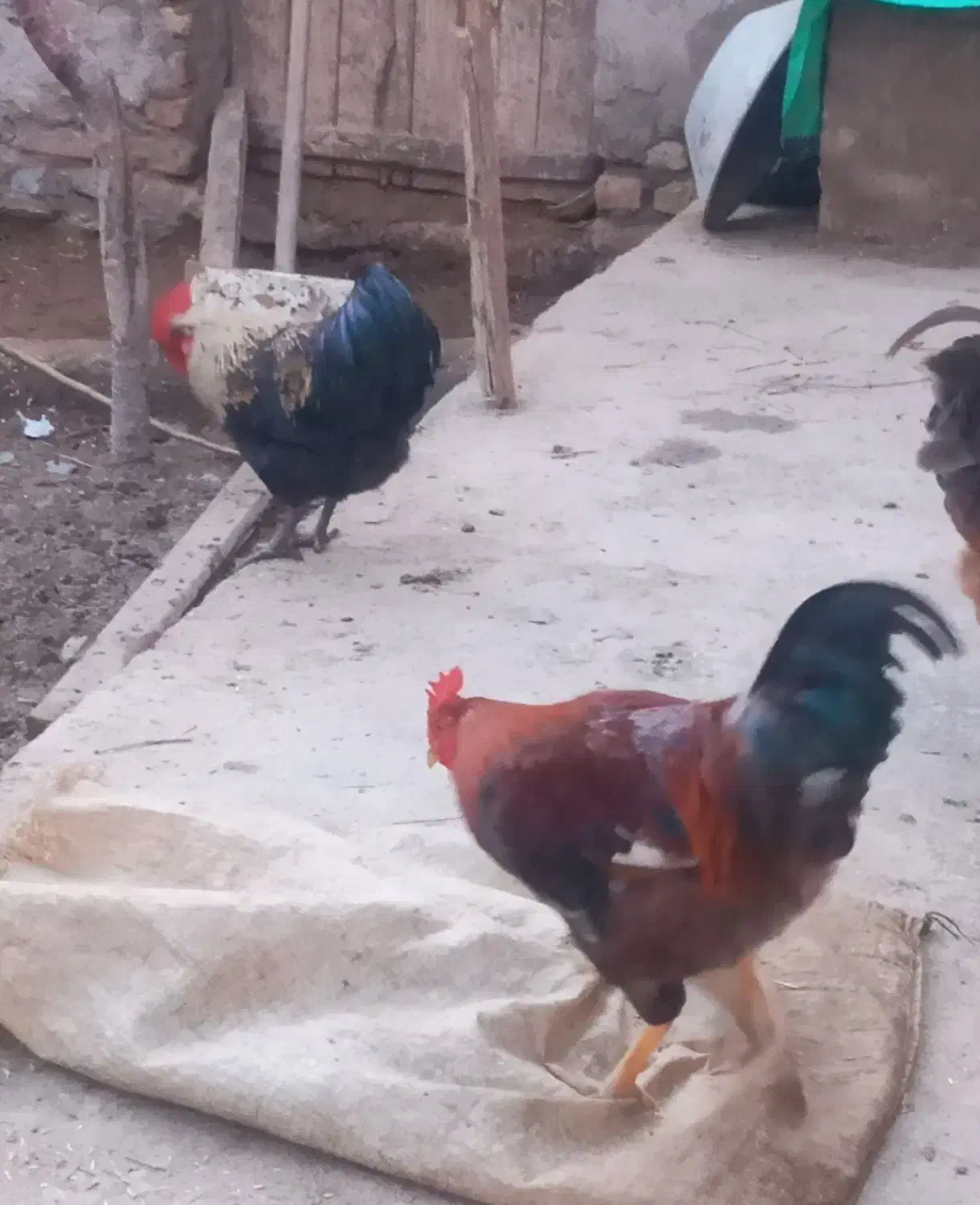 خروس|حیوانات مزرعه|قره چای, |دیوار