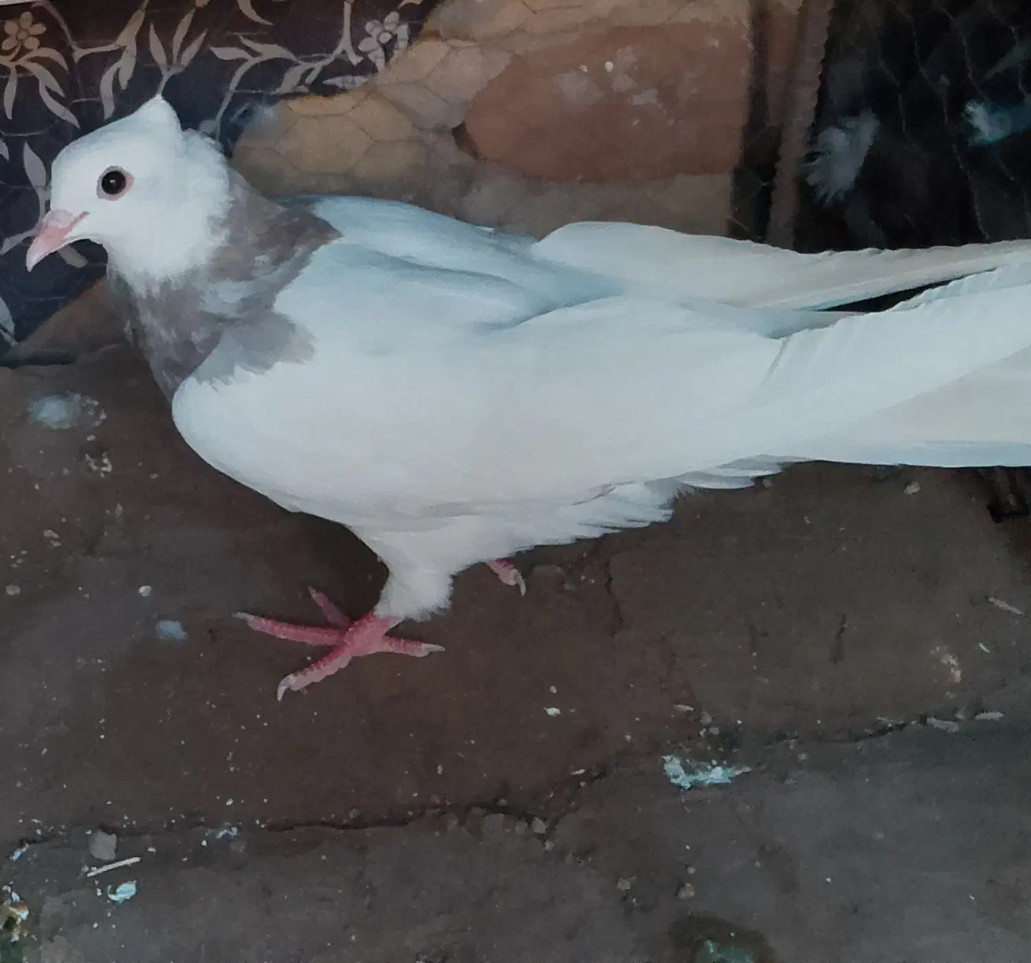 کبوتر طوق|پرنده|آیسک, |دیوار