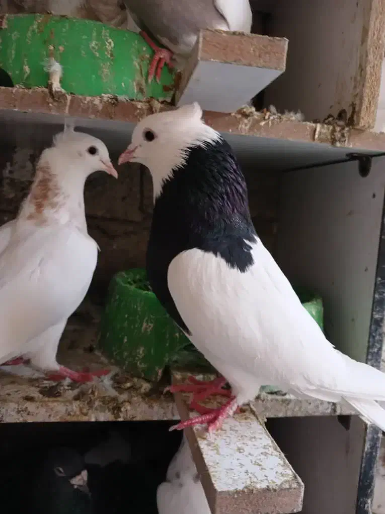 تعدادی طوقی|پرنده|شوش, |دیوار