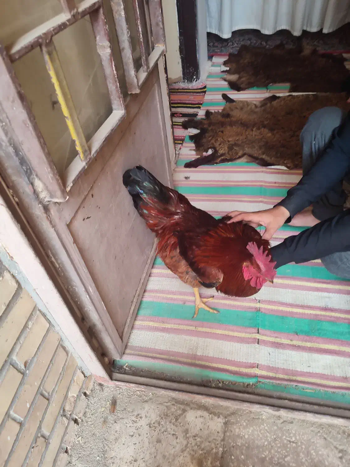 خروس|حیوانات مزرعه|مشهد, كنويست|دیوار