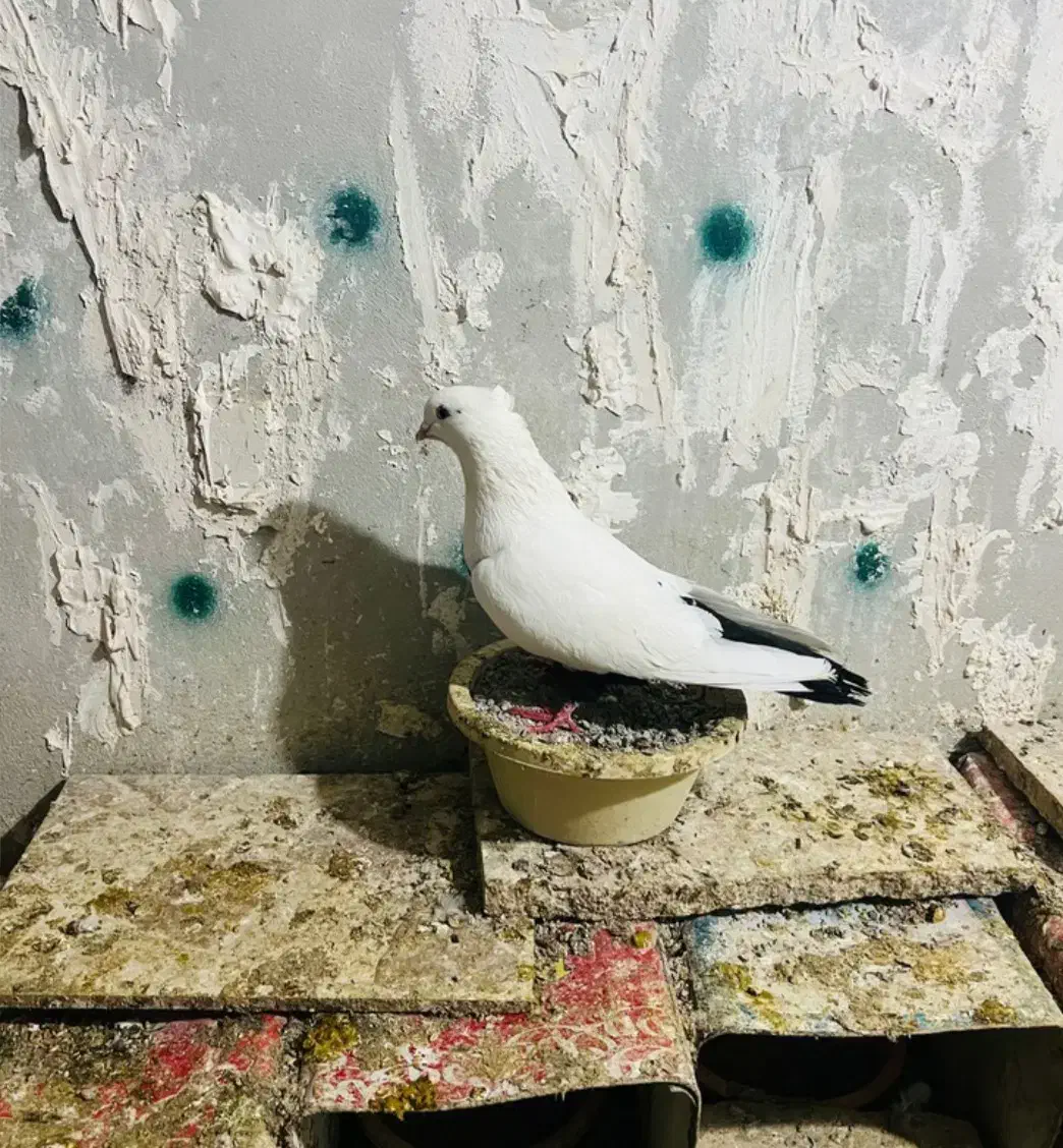 پرنده|پرنده|ایلام, |دیوار