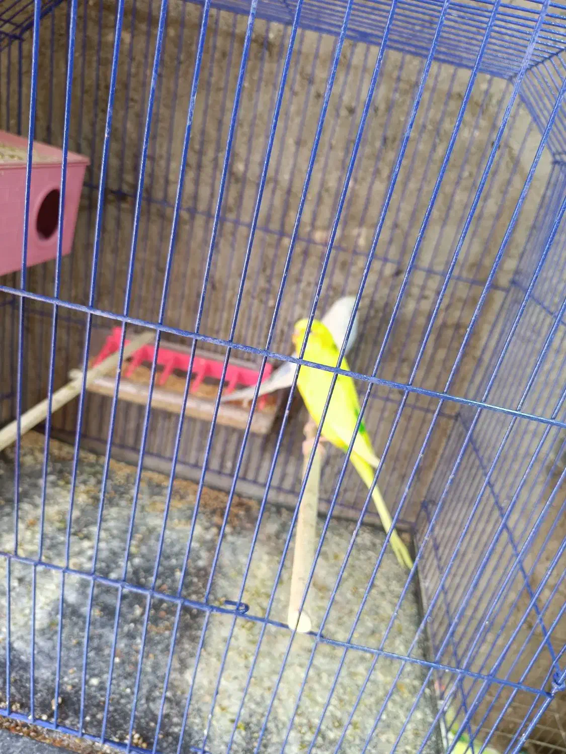 جفت مرغ عشق مولد سه جفت دارم همه با قفس|پرنده|رفسنجان, |دیوار