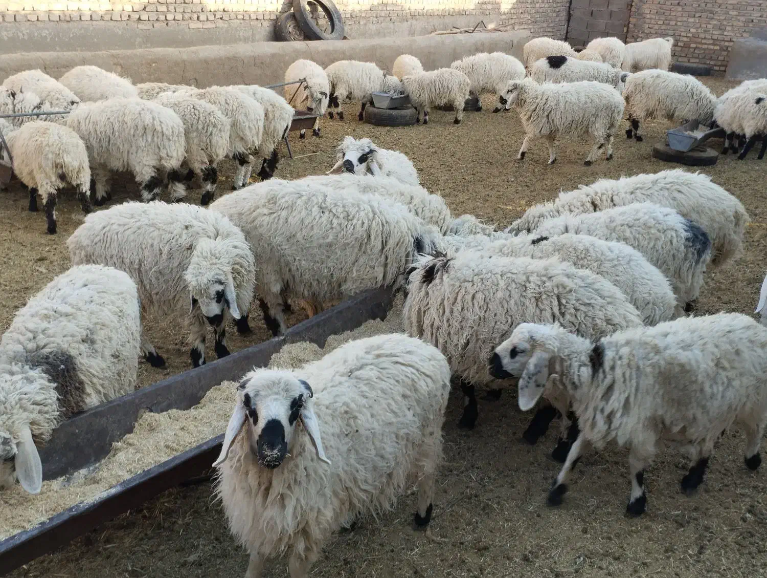 بره پر و چاق|حیوانات مزرعه|کورین, |دیوار