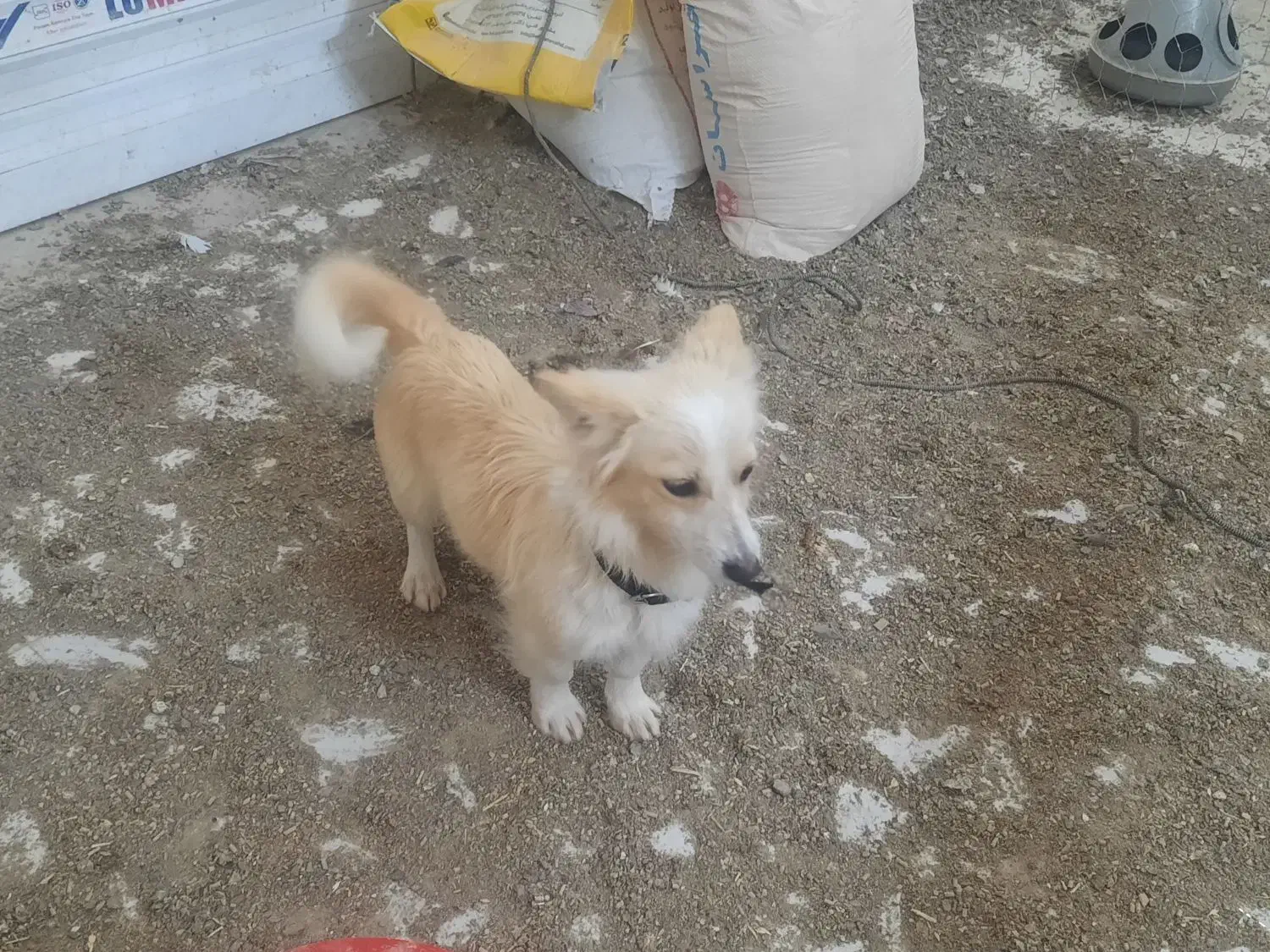 سگ پاکوتاه|سگ|بیرجند, |دیوار