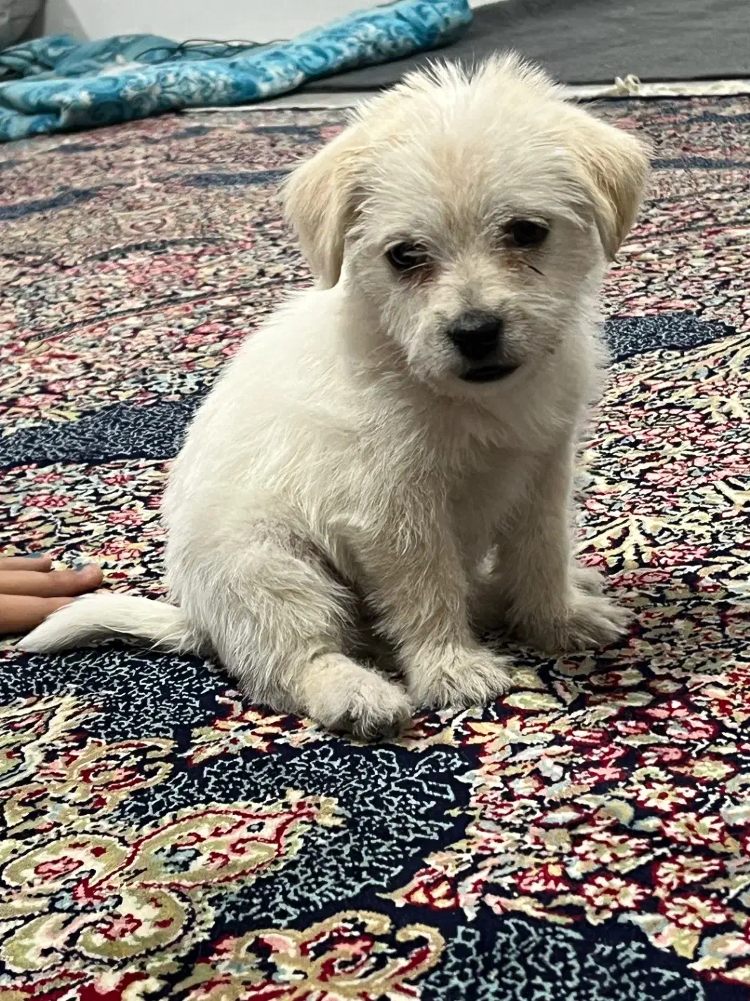 سگ پا کوتاه نژاد دار|سگ|مشهد, طلاب|دیوار