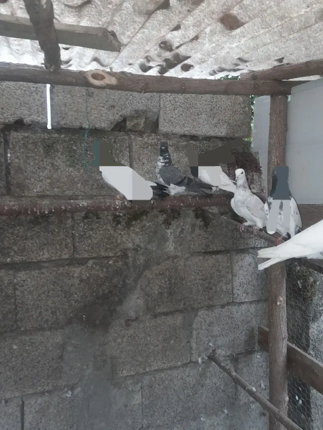 کبوتر|پرنده|رشت, لاکان|دیوار