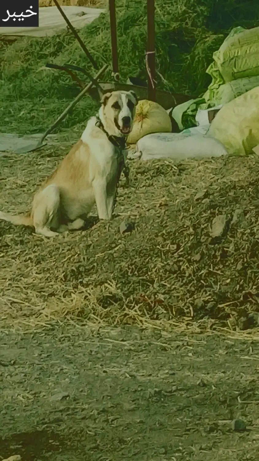 سگ 2 سال|سگ|باخزر, |دیوار