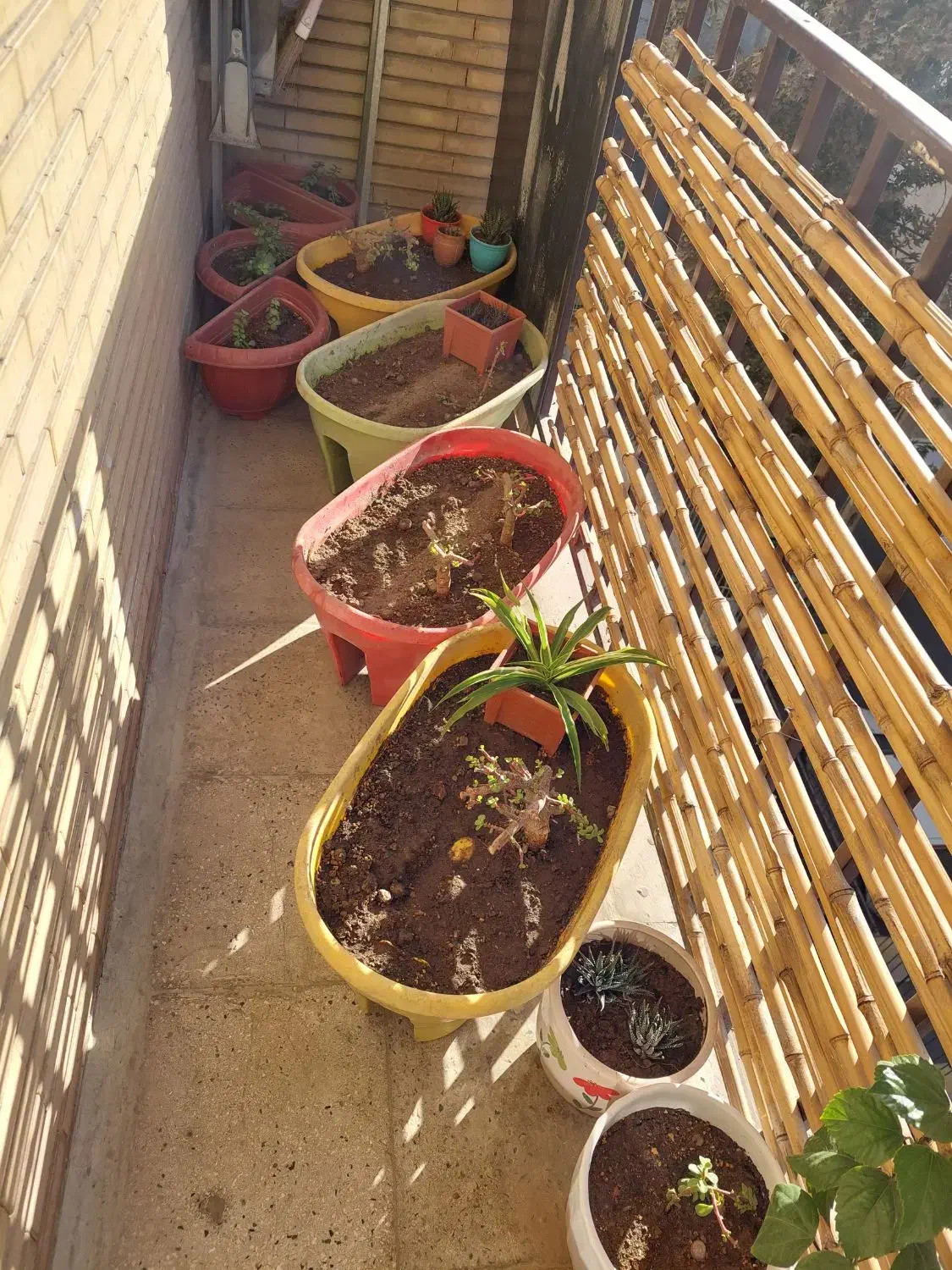 گلدان بزرگ متوسط کوچک|گل و گیاه طبیعی|تهران, بهداشت|دیوار