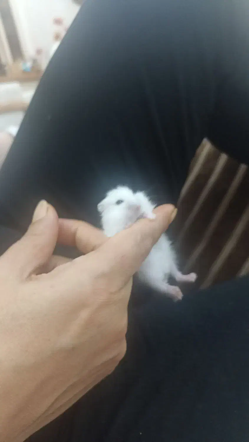 همستر  کمپل نر سفید|موش و خرگوش|کرج, عظیمیه|دیوار