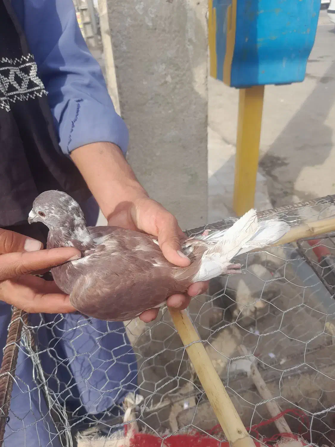 بور مگس نر|پرنده|زهک, |دیوار