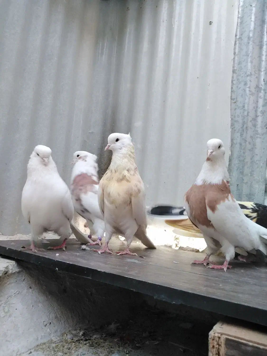 کبوتر نقابی|پرنده|هرسین, |دیوار