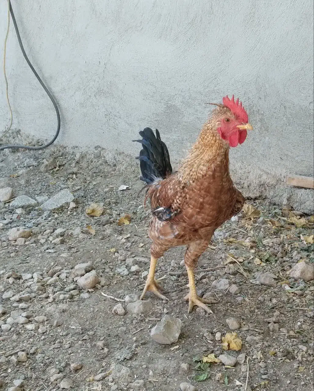 خروس محلی|حیوانات مزرعه|گیلان غرب, |دیوار