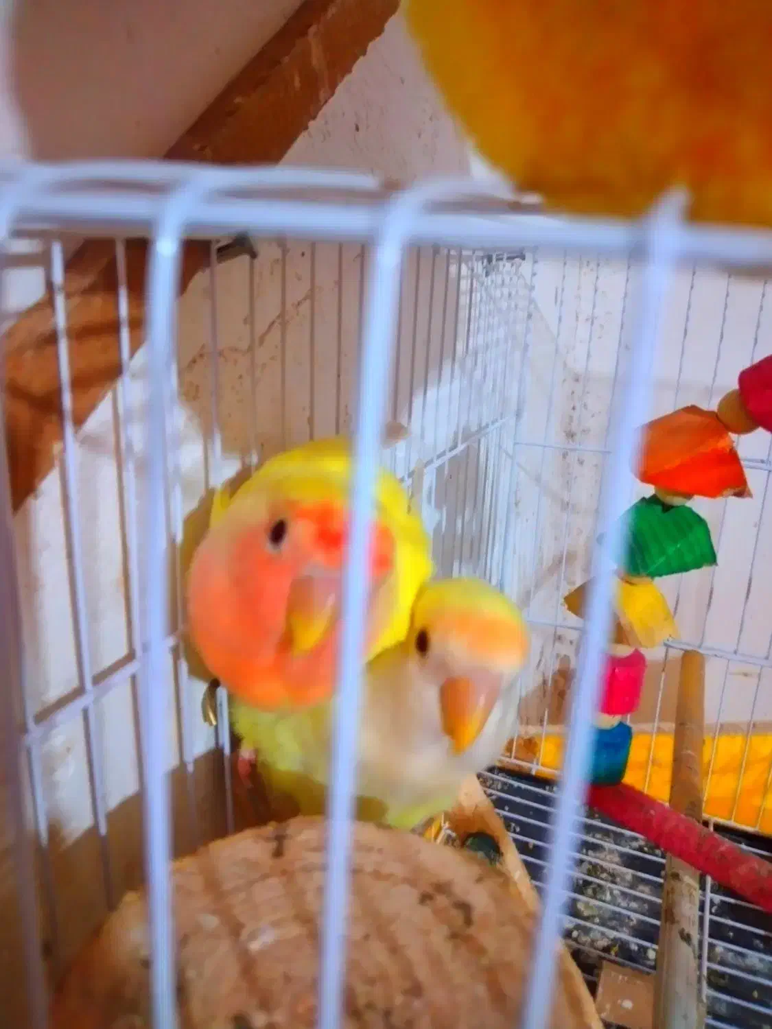 فروش پرنده|پرنده|گنبد کاووس, |دیوار