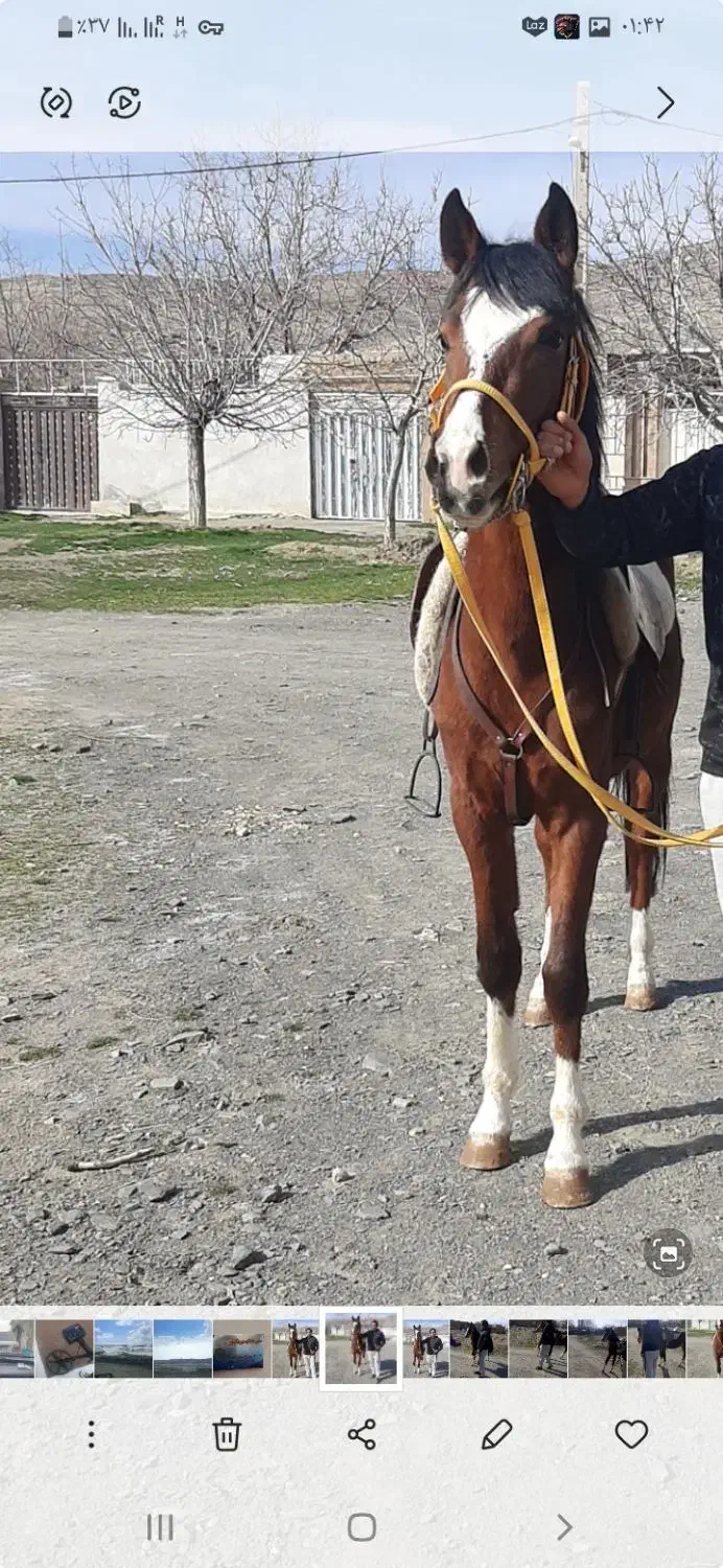 اسب پنج نشان عالی|اسب و تجهیزات اسب‌سواری|ملایر, |دیوار