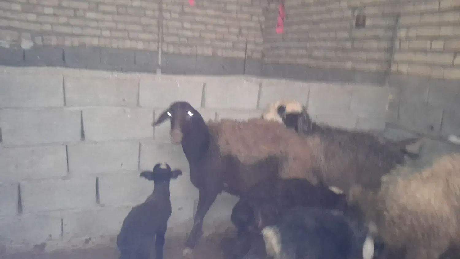 3میش بره|حیوانات مزرعه|کوهدشت, |دیوار